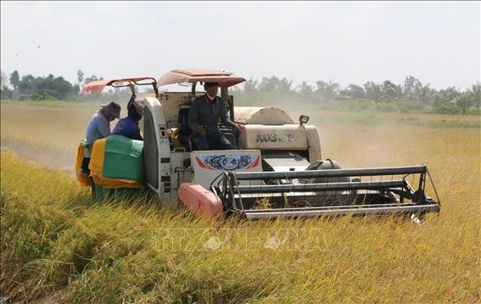 Nông dân huyện Phước Long (Bạc Liêu) sử dụng máy gặt đặp liên hợp thu hoạch lúa. Ảnh: Tuấn Kiệt/TTXVN