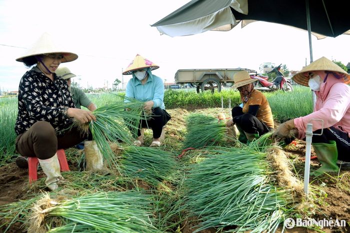 Nông dân xã Quỳnh Bảng (Quỳnh Lưu) thu hoạch hành hoa. Ảnh: Xuân Hoàng
