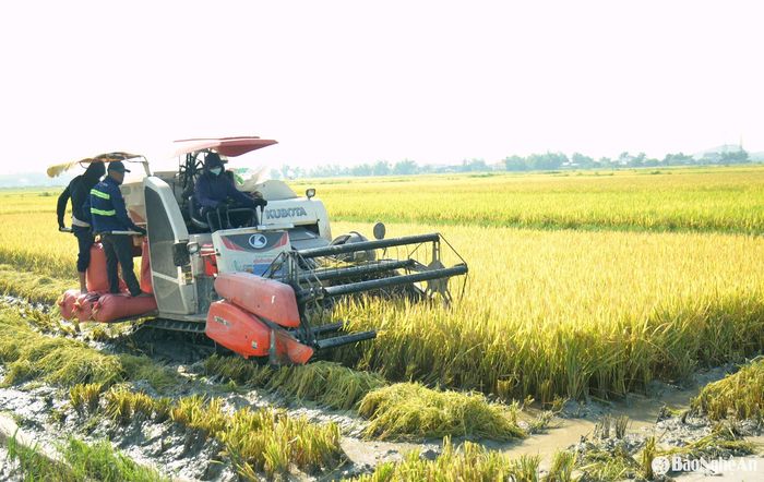 Huyện Yên Thành đã có hơn 191ha lúa được cấp mã số vùng trồng. Ảnh: Xuân Hoàng