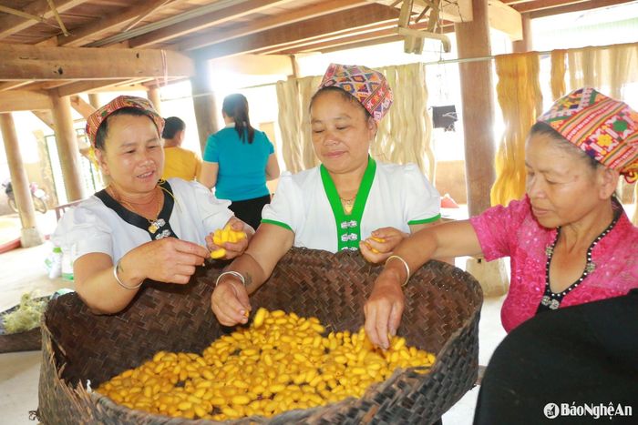 Những nong kén vàng óng là kết quả quá trình lao động miệt mài. Ảnh: Khánh Ly