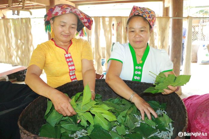 Giống tằm ở xã Cắm Muộn nhỏ con nhưng năng suất, chất lượng cao. Ảnh: Khánh Ly