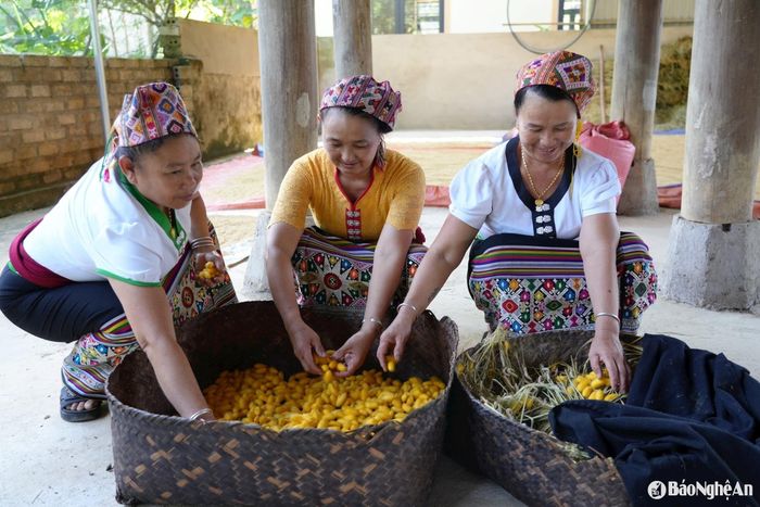 Sau gần 1 tháng chăm sóc, tằm lên kén và nhả tơ. Ảnh Khánh Ly