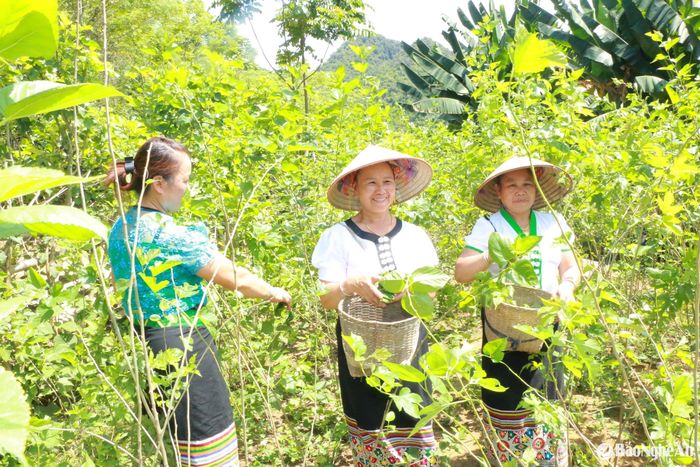 Tận dụng đất màu ven suối Quàng, người Thái ở Cắm Muộn trồng dâu làm nguồn thức ăn chính cho tằm. Ảnh: Khánh Ly