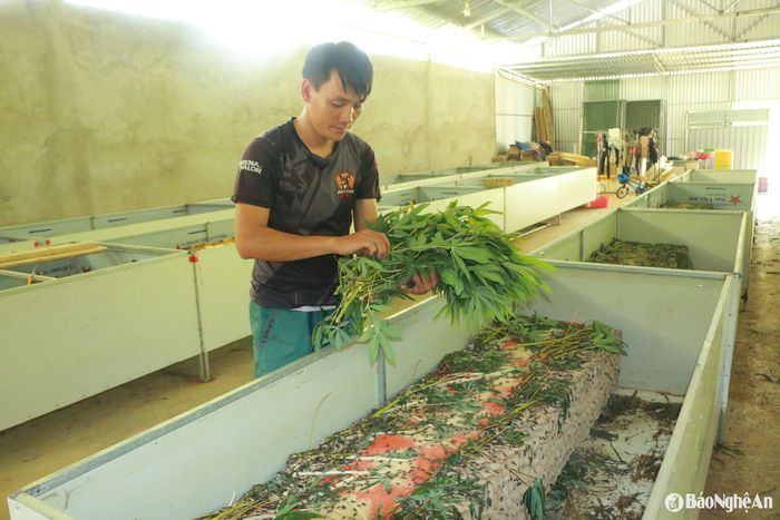 Không cần thức ăn công nghiệp, dế lớn nhanh nhờ nguồn rau xanh sẵn có quanh vườn nhà, vừa tiết kiệm, vừa an toàn. Ảnh: K.L