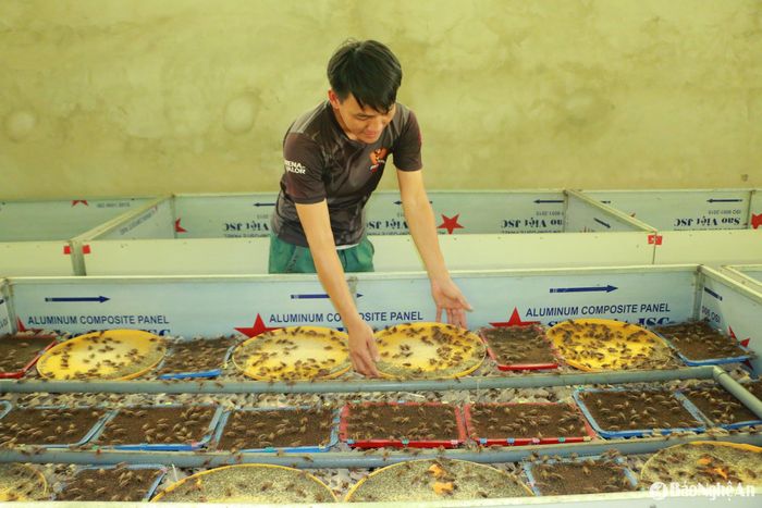Mỗi khay dế là một chu kỳ sống – lớn lên, sinh sản, khép kín tại chỗ cho thấy sự chủ động tuyệt đối của người nuôi. Ảnh: K.L