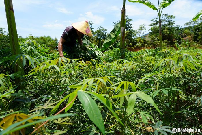 Tự trồng rau, sắn để chủ động nguồn thức ăn giúp chuồng trại vận hành như một vòng tròn khép kín, tiết kiệm và hiệu quả. Ảnh: K.L