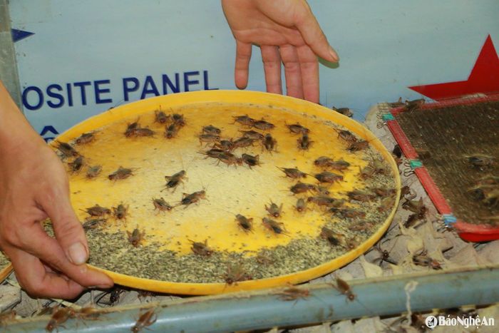 Dế khỏe, đều con, cánh bóng, nuôi bằng rau vườn, cám ngô, bí đỏ là thực phẩm sạch cho thị trường đặc sản và chim cảnh. Ảnh: T.P