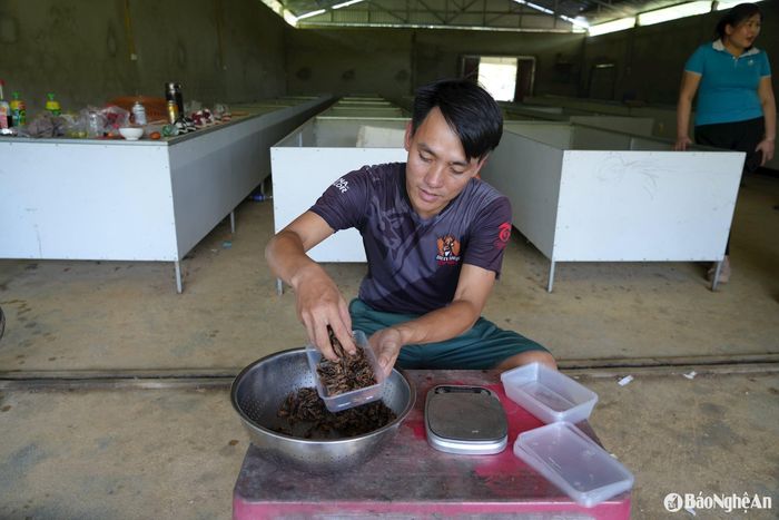 Hiện anh Văn đầu tư máy cấp đông và đóng gói, dế đến tay khách hàng nguyên vẹn chất lượng. Ảnh: T.P