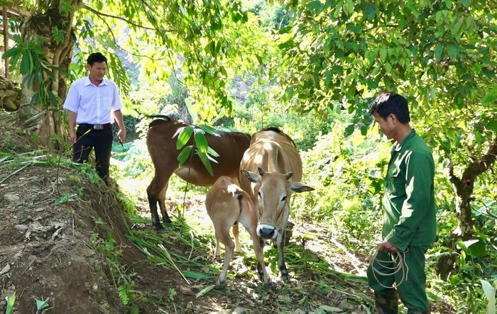Người dân bản Huổi Luông 2, xã Huổi Luông, huyện Phong Thổ phấn khởi khi bò được hỗ trợ sinh sản nhanh, mang lại nguồn thu cho gia đình. 