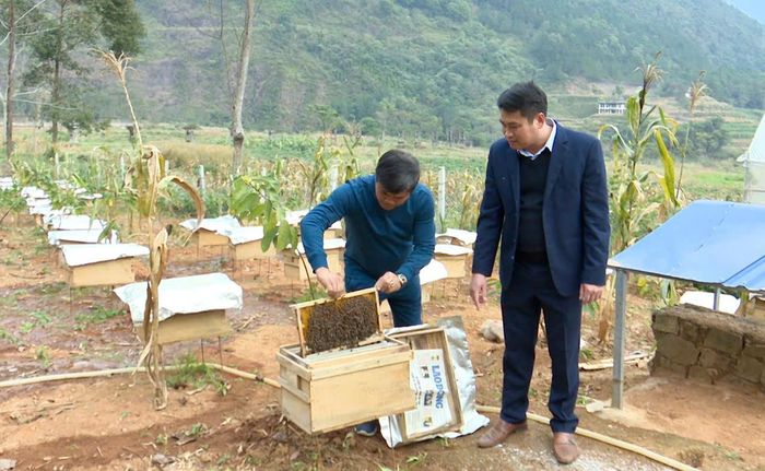 Một số hộ dân xã Bình Lư lựa chọn nuôi ong lấy mật là hướng phát triển kinh tế của gia đình.
