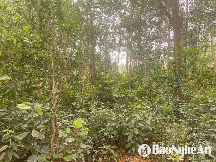 Thực bì dưới tán rừng keo ở huyện Nam Đàn dày đặc chưa được xử lý. Ảnh: Văn Trường