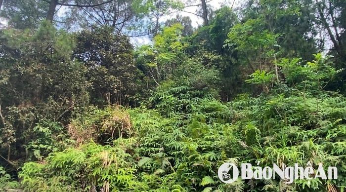 Một số diện tích rừng thông tại khu vực núi Quyết -TP Vinh thực bì tốt um tùm. Ảnh: Văn Trường