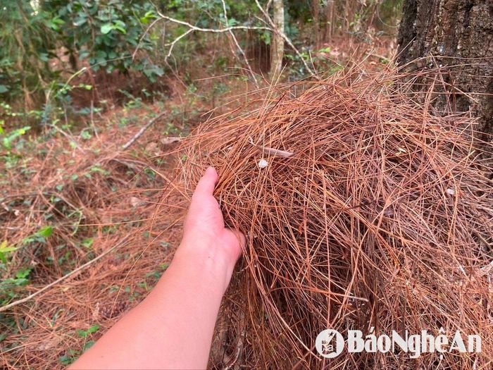 Bổi thực bì khô dưới tán rừng thông ở xã Quỳnh Lộc nguy cơ cháy rừng cao. Ảnh: Văn Trường