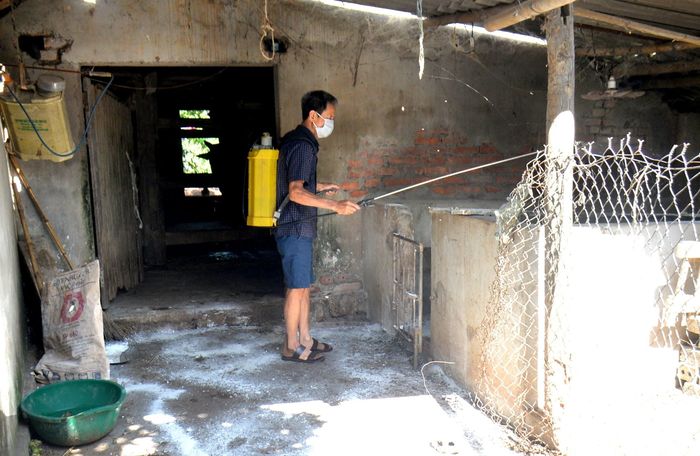 Người dân chủ động phun hóa chất khử trùng khu vực chuồng trại sau khi đàn lợn nhiễm bệnh. Ảnh: Xuân Hoàng