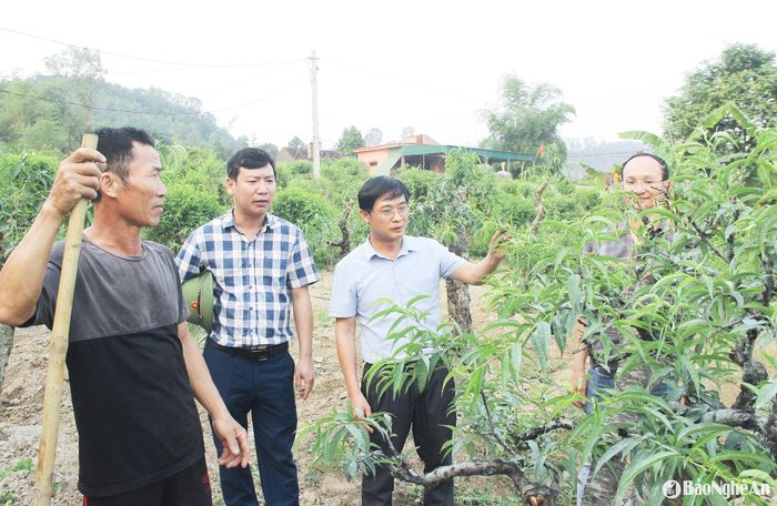 Một trong định hướng phát triển kinh tế của xã Yên Trung chính là khai thác thế mạnh vườn đồi, xây dựng các mô hình có giá trị. Ảnh: Mai Hoa.