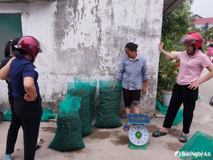 Nhiều cơ sở thu mua ốc bươu vàng thu mua đầu tấn/ngày. Ảnh: T.P