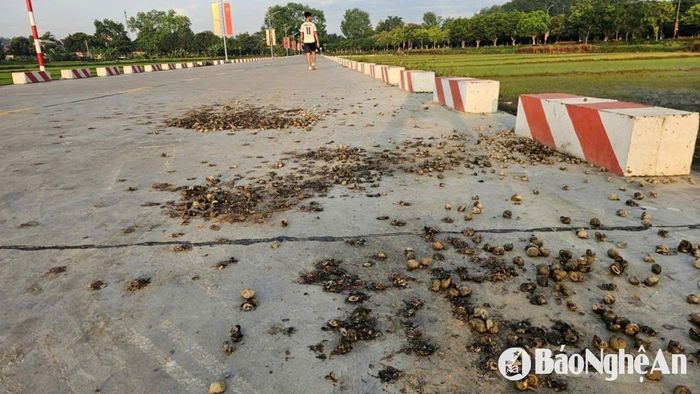 Nhiều nơi, bà con xử lý ốc không triệt để, gây ô nhiễm môi trường. Ảnh: T.P