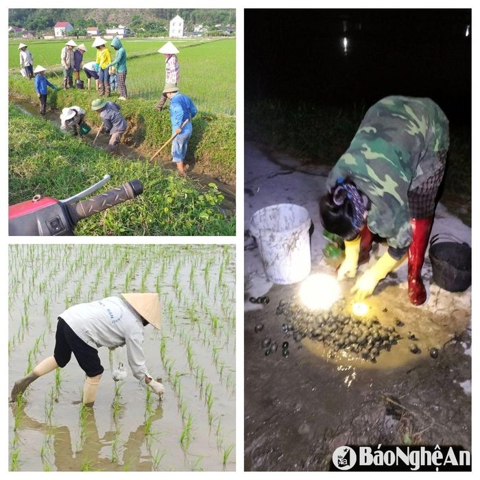 Nhiều địa phương phát động phong trào diệt ốc bươu vàng. Nông dân bám ruộng cả ngày lẫn đêm để tiêu diệt ốc. Ảnh: T.P
