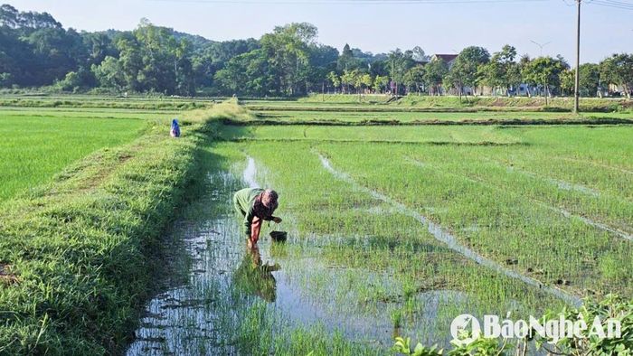 Người dân phải bám đồng, bắt ốc thường xuyên, ngăn ốc phá hoại. Ảnh: T.P