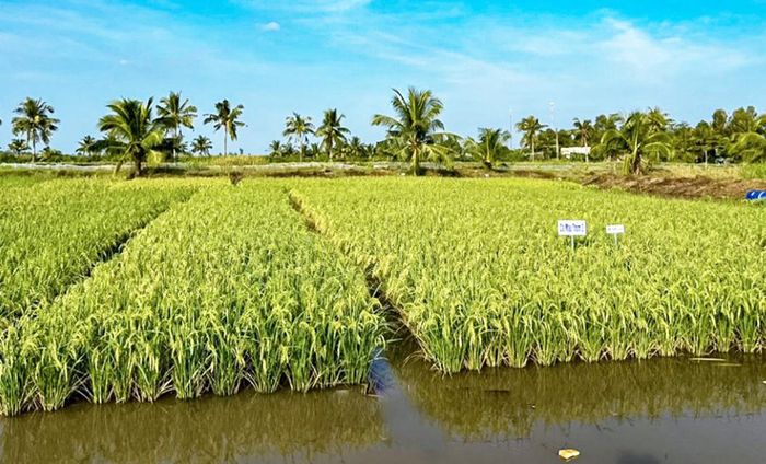 Hàng loạt mô hình "đuổi nghèo" được phát triển thành công trên địa bàn huyện Trần Văn Thời.