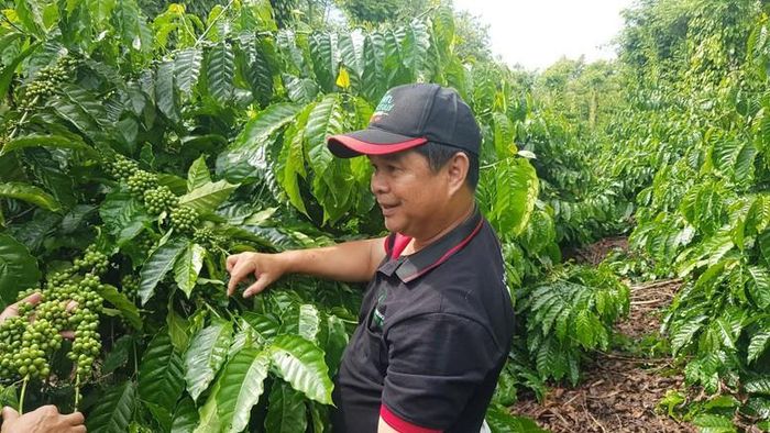 Chương trình NESCAFÉ Plan đã hỗ trợ hơn 21.000 hộ nông dân tại Tây Nguyên áp dụng mô hình nông nghiệp tái sinh - Ảnh: VGP/Minh Thi
