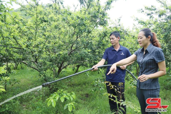 Nước thải trong quá trình sơ chế cà phê sau khi xử lý được tái sử dụng tưới cho cây trồng.