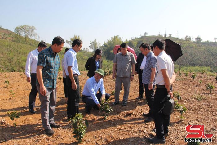 Đồng chí Phó Bí thư Thường trực Tỉnh ủy và đoàn công tác thăm mô hình trồng cà phê THA1 của Hợp tác xã Cà phê Bích Thao Sơn La.