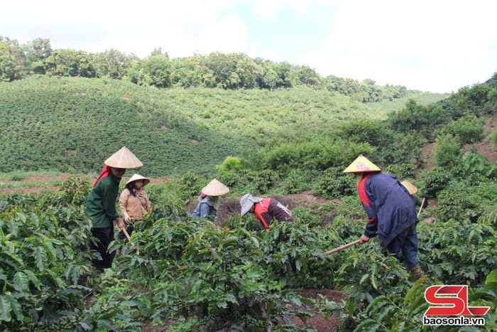 Vườn cà phê THA1 của HTX Cà phê Bích Thao Sơn La.