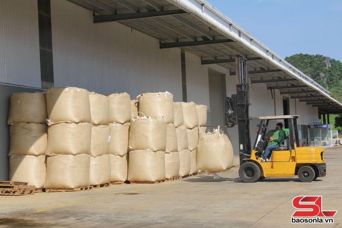 Cà phê thô xuất khẩu của Công ty cổ phần Phúc Sinh Sơn La.