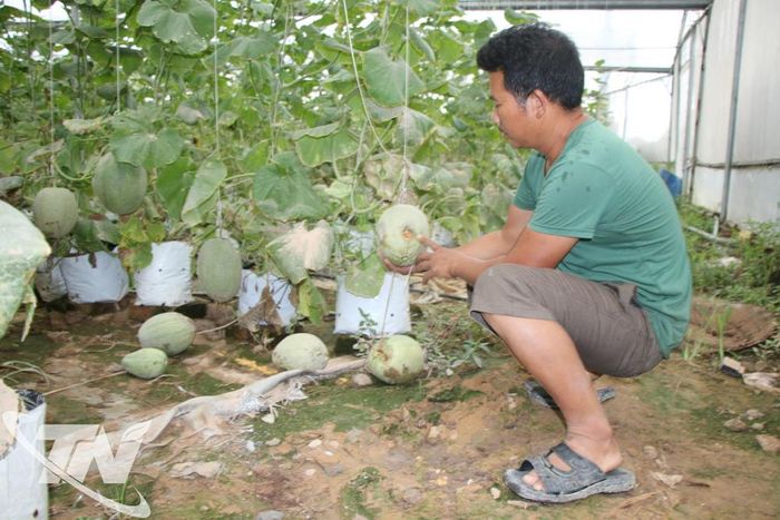 Anh Đặng Văn Đăng ở xóm La Cảnh xót xa trước vườn dưa bị hư hỏng sau lũ.