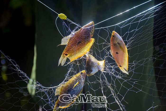 Vào mùa mưa, chỉ cần thả lưới tầm 15-20 phút sẽ dính đầy cá sặt.