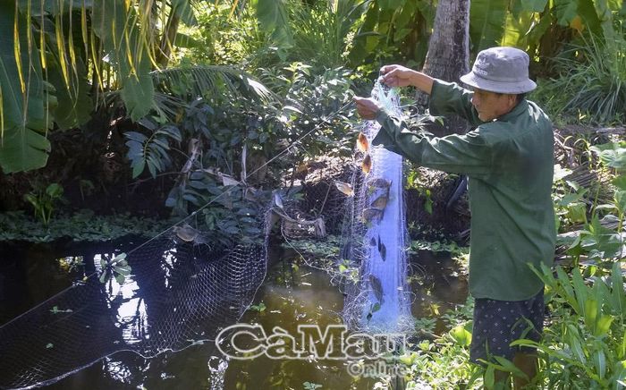 Khi gỡ lưới, người dân sẽ chọn những con cá lớn để thu hoạch, cá nhỏ sẽ được thả lại để làm giống cho mùa sau.