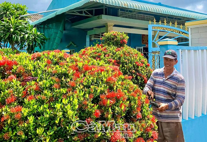 Ông Trần Văn Tỷ, ấp Biển Đông A, phường  Hiệp Thành chăm sóc hàng rào cây xanh để làm đẹp đường quê.