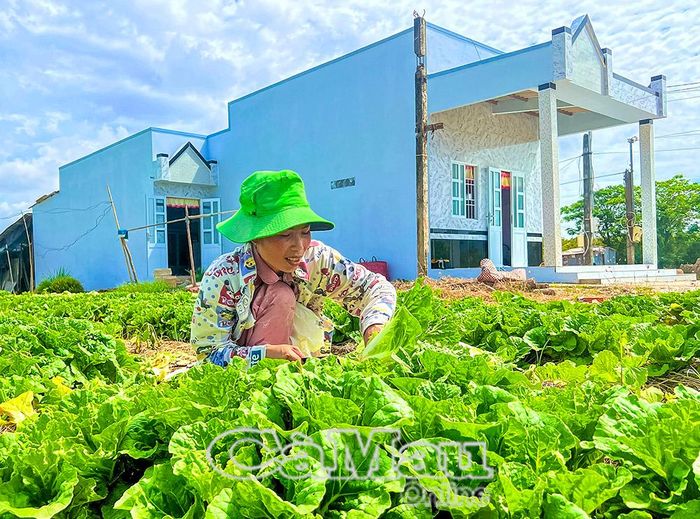 Đồng bào Khmer ấp Giồng Giữa A, phường Hiệp Thành thu hoạch rau màu để bán ra thị trường.