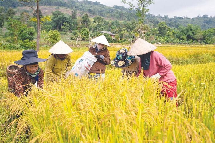 Đồng bào Bru Vân Kiều ở Quảng Trị thu hoạch lúa