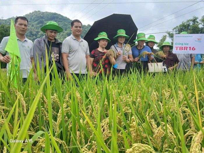 Các đại biểu tham quan đánh giá mô hình giống lúa Japonica của ThaiBinh Seed ở tỉnh Thái Nguyên. Ảnh: ThaiBinh Seed.