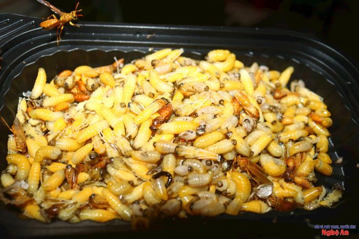 Nhộng ong sau khi tách vỏ, các cơ sở sẽ phân loại, đóng hộp, tiêu thụ ngay hoặc cấp đông dự trữ. Ngoài phục vụ nhu cầu người dân địa phương, nhộng ong được bán cho các nhà hàng, quán nhậu, đưa đi các tỉnh. Giá nhộng ong vang bán lẻ tại địa phương trên dưới 350.000 đồng/kg, cao hơn năm trước khoảng 100 000 đồng. Tổ ong vỏ được các cơ sở thu gom nhập cho các lái buôn đưa đi các tỉnh giáp biên. Ảnh: Huy Thư
