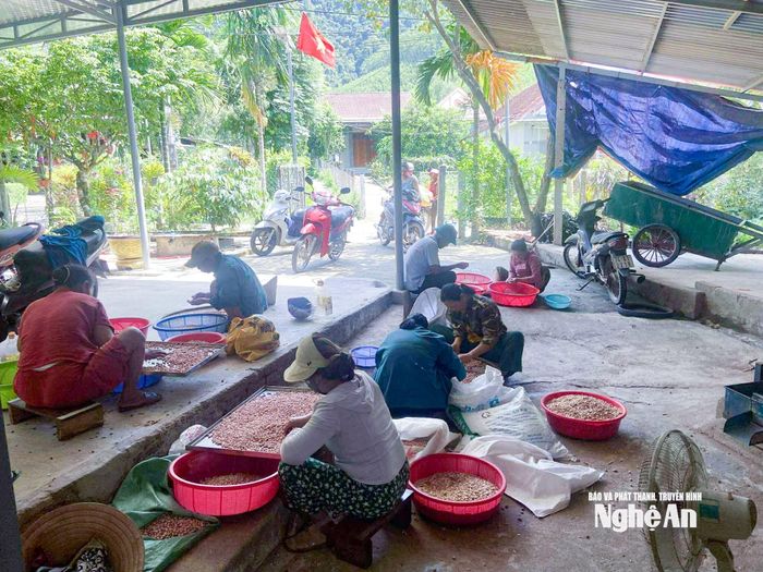 Nhiều cơ sở phải huy động thêm nhân công để đáp ứng nhu cầu ép dầu của người dân. Ảnh: T.P