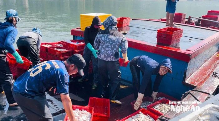 Ngư dân trúng đậm cá bạc má với tổng sản lượng gần 9 tấn sau một đêm ra khơi. Ảnh: Đ.T
