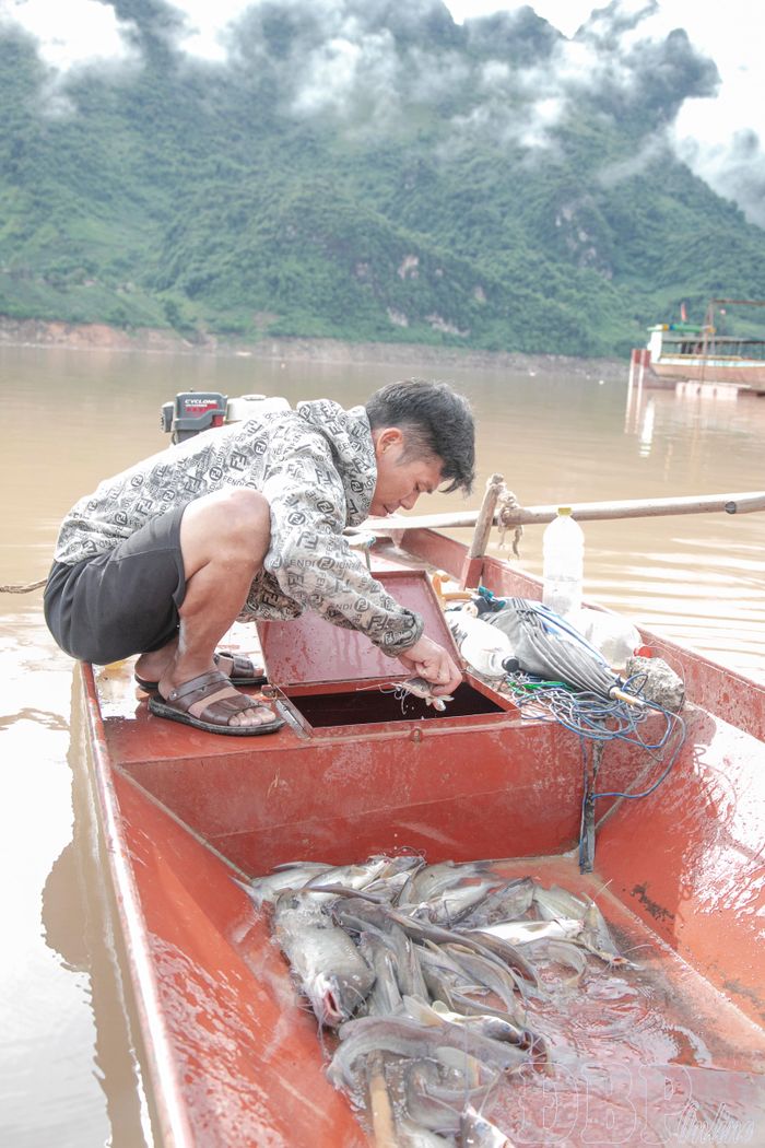Thuyền cá tôm cập bến.