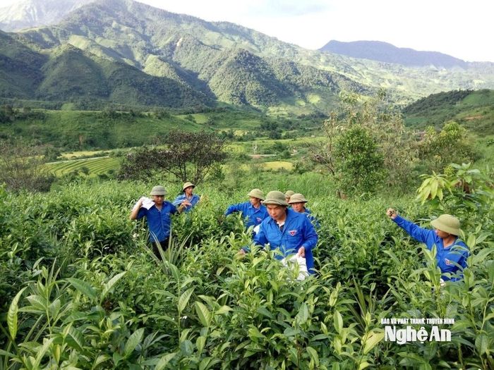 Cây chè Shan tuyết trên địa bàn các xã Huồi Tụ, Mường Lống, Na Ngoi đã "xanh hóa" các đồi hoang, trở thành cây trồng có giá trị kinh tế giúp bà con thoát nghèo, vươn lên ổn định cuộc sống. Ảnh: Thanh Quỳnh