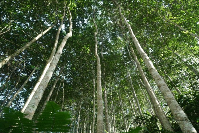 Tiêu chuẩn tín chỉ carbon rừng, mở đường cho tư nhân tham gia thị trường. Ảnh: Minh Quân.
