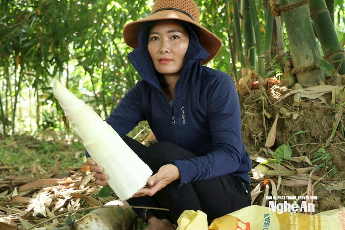 Nhờ trồng trên đất cát ven sông có độ ẩm cao, búp măng nơi đây đặc biệt to đều, mềm, ngọt hơn măng trồng ở đồi núi. Ảnh: Thanh Phúc
