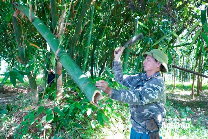 Sau mùa thu hoạch, ông Thắng chủ động chặt tỉa bớt những cây tre già, vừa bán làm nguyên liệu, vừa tạo khoảng trống cho cây giống mới phát triển. Ảnh: Thanh Phúc