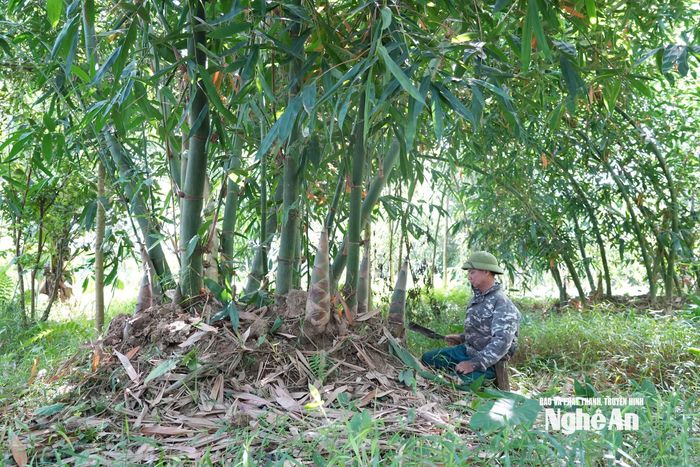 Gắn bó với đất bãi từ những năm 1990, ông Thắng là người đầu tiên ở vùng đất này mạnh dạn đưa giống măng ngọt cao sản về trồng thay cho keo tràm. Ảnh: Thanh Phúc