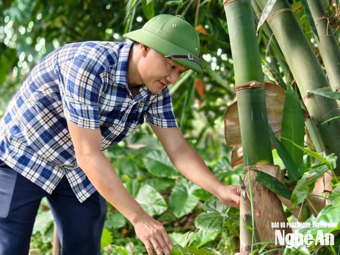 Những mầm măng chắc khỏe vươn lên được coi là thứ “vàng nâu” từ đất bãi. Ảnh: Thanh Phúc