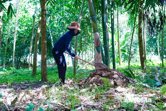Những ụ măng được vun đắp thành gò cao để chống úng khi lũ về, cách làm sáng tạo giúp rễ măng không bị hỏng và vẫn phát triển tốt. Ảnh: Thanh Phúc