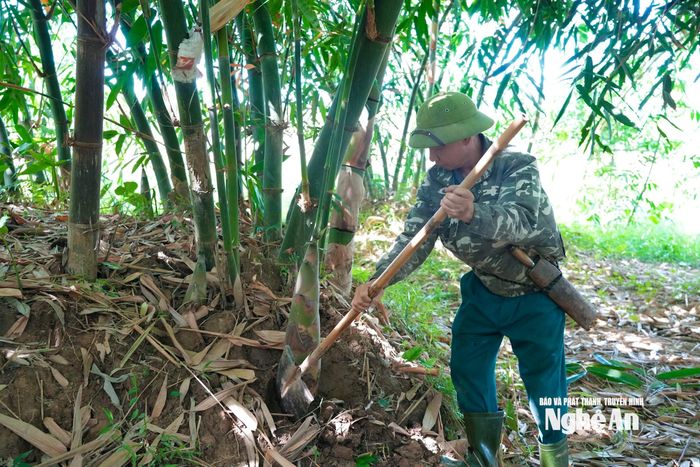 Khi thu hoạch, người làm phải dùng xẻng xắn sâu xuống để lấy được cả phần củ, bí quyết để măng không bị đắng và bảo quản được lâu hơn. Ảnh: Thanh Phúc