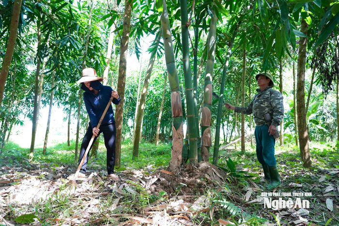 Những mầm măng to khỏe sẽ được giữ lại làm giống cho vụ sau, giúp duy trì và nâng cao năng suất một cách bền vững. Ảnh: Thanh Phúc