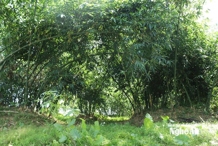 Từ vùng đất bãi từng phủ đầy năn lác, lau sậy, ông Cao Thái Thắng (SN 1956) đã gây dựng nên một rừng tre măng xanh mát, phủ kín hơn 5 ha ven sông Lam. Ảnh: Thanh Phúc